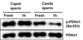 Phosphorylation of PDHα1 in mouse caput and cauda sperm under capacitation condition