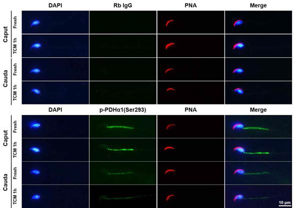 Immunolocalization of p-PDHα1(Ser293) in mouse caput and cauda sperm under capacitation condition