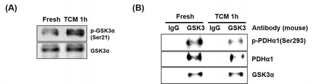 Inhibitory phosphorylation of GSK3α (A) and interaction between GSK3α and PDHα1 (B) in mouse sperm under capacitation condition