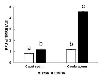 Mitochondrial membrane potential of mouse caput and cauda sperm under capacitation condition, (n=4). RFU, relative fluorescence unit
