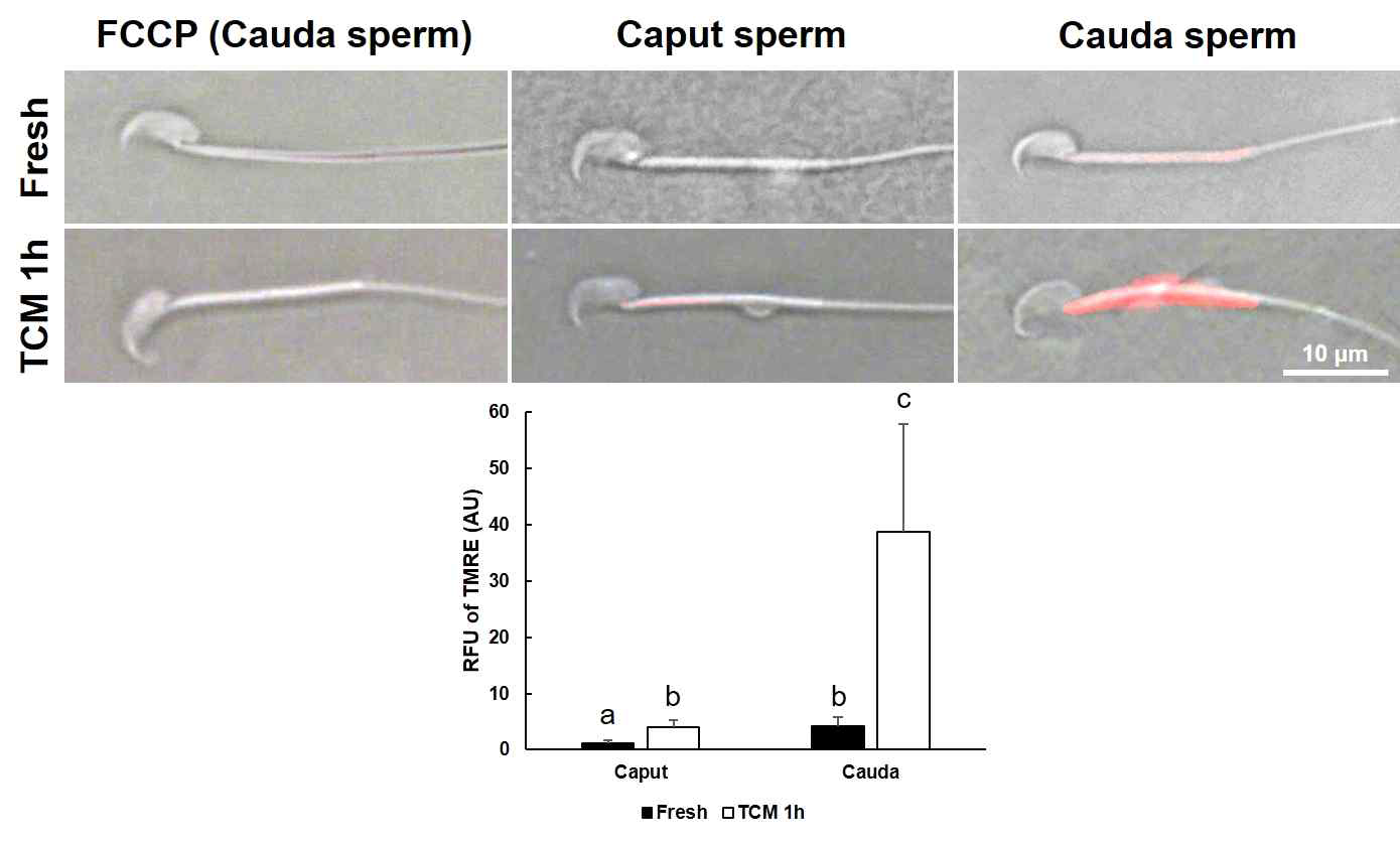 Mitochondrial membrane potential of mouse caput and cauda sperm under capacitation condition, (n=4). RFU, relative fluorescence unit