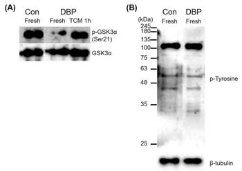 Effect of DBP oral injection (200 mg/kg·day) on serine phosphorylation of GSK3 (A) and phosphotyrosine proteome (B)
