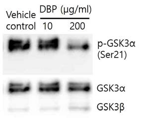 Effect of DBP (10, 200 μg/ml) on inhibitory phosphorylation of GSK3α in mouse sperm