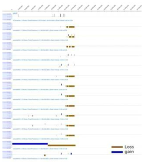 Y 염색체 장완 미세결실환자 14명에 대한 array CGH 분석결과