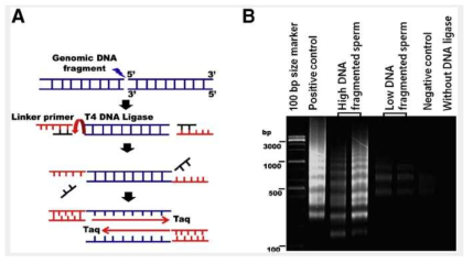 Schematic diagram of ligation-mediated real-time polymerase chain reaction (LM-RT-PCR) and LM-RT-PCR detection of DNA ladders on agarose gel