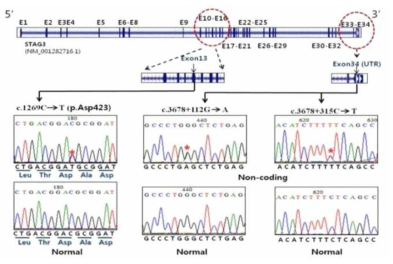 STAG3 유전자에서 남성불임 환자군에서만 확인된 변이