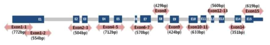 CFP1 유전자의 exom sequencing 분석 design