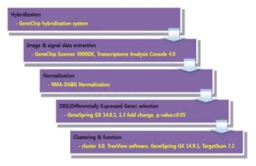 GeneChip™ miRNA 4.0 microacrray workflow