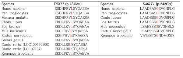 Evolutionary conservation of TEX11 (p.184leu) and DMRT1 (p.242Gly) variant