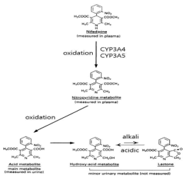 니페디핀 대사 과정