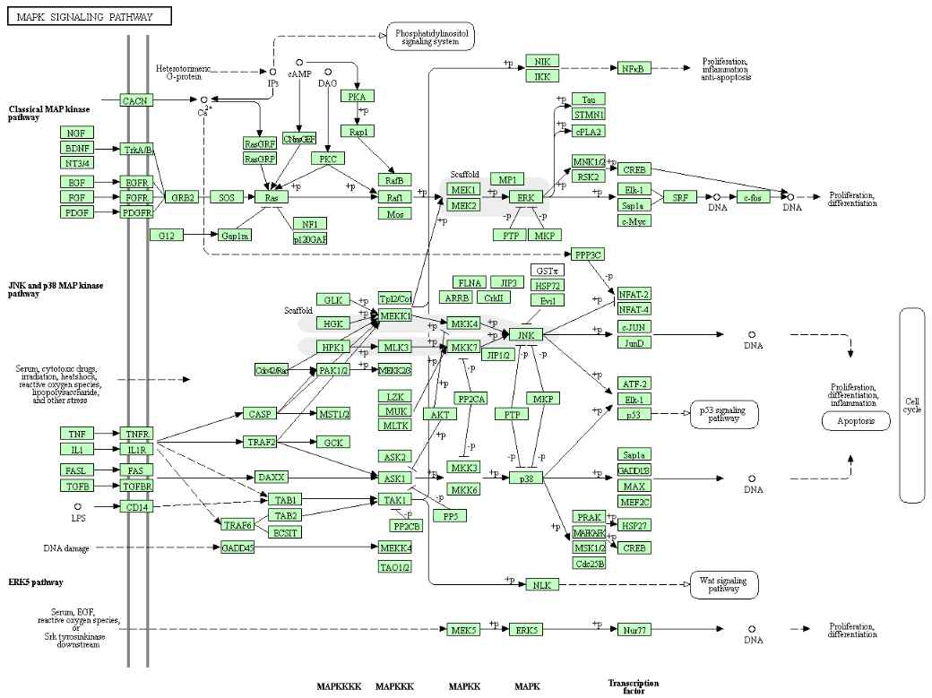 MAPK signaling pathway