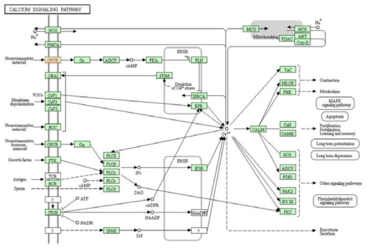 Calcium signaling pathway