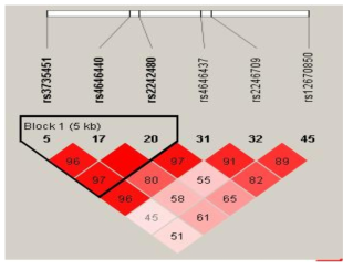CYP3A4 유전자의 LD plot