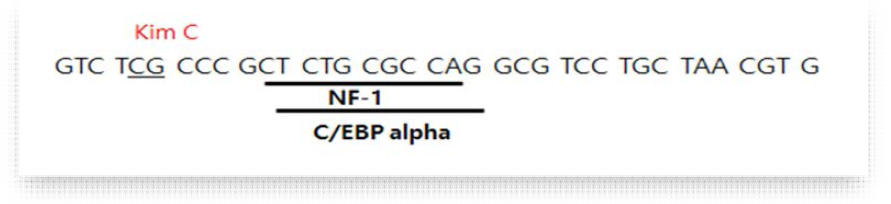 Kim C 유전자의 메틸화 위치 및 관련 단백질