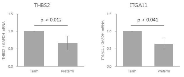 만삭분만, 이른 혹은 늦은 조산 산모의 양막세포 THBS2, ITGA11 유전자의 발현량 비교. 만삭분만 n=10, 조산 n=8
