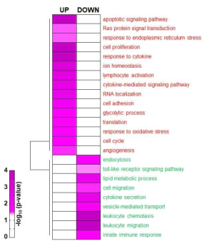 혈액내 유의한 발현차이가 있는 RNA의 GOterm biological pathway