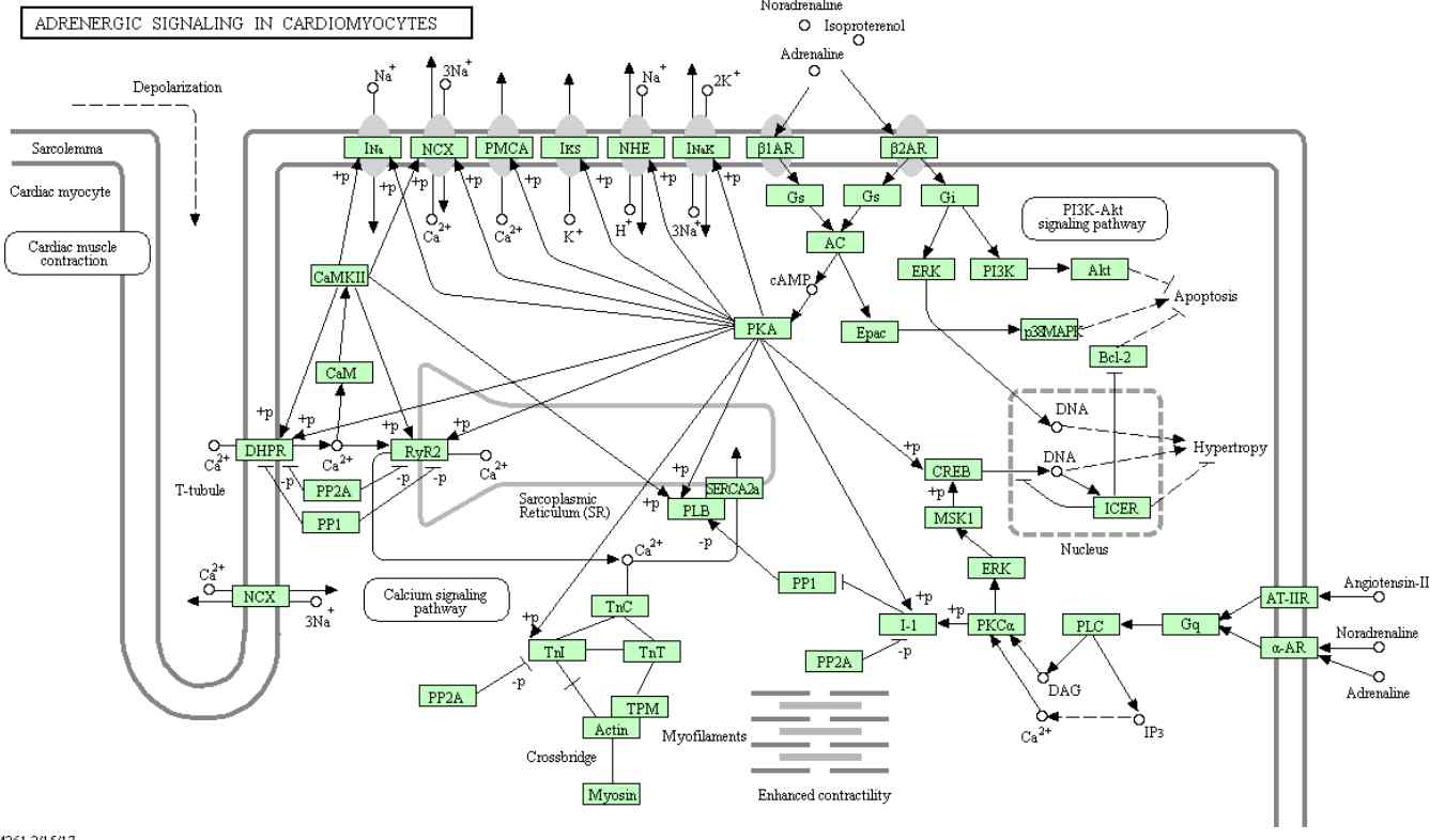 Adrenergic signaling in cardiomyocytes