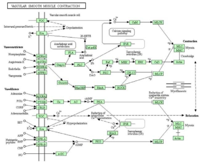 Vascular smooth muscle contraction