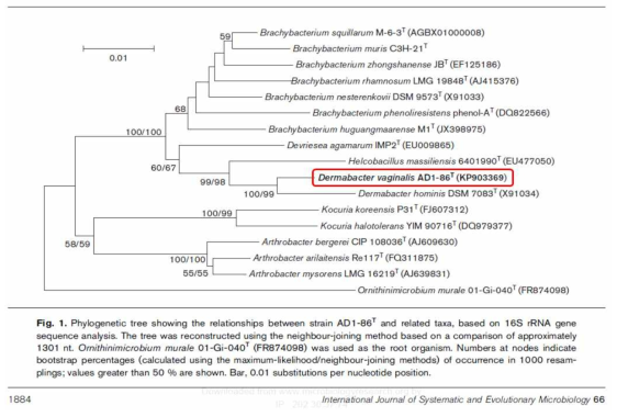 질내 분리 신종인 Dermabacter sp. AD1-86 균주의 분자생물학적 계통도
