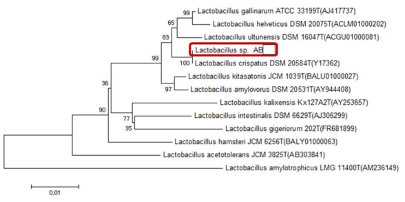 질내 분리 신종인 Lactobacillus sp. AB-00 균주의 분자생물학적 계통 (특허 균주 이름 삭제)