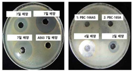 특허 균주의 항균활성 예시 (시험균: Bacillus subtilis & E. coli)