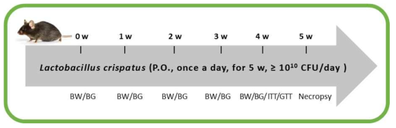 Hsd:ICR 마우스에 L. crispatus 급성 독성 실험 수행 디자인
