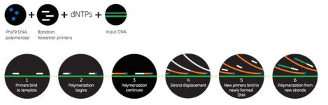 메타게놈 분석을 위한 DNA 증폭 원리(illustra™ nucleic acid amplification kit)