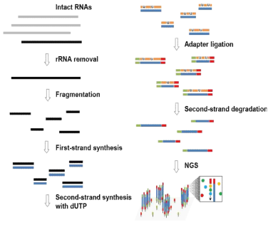 RNA-Seq 분석 방법