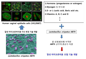 L. crispatus AB70 균주의 질내 정착능 향상 기술 개발 계획도