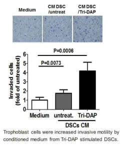 Tri-DAP처리한 DSC 배양액은 태반세포의 침윤 촉진