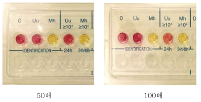 Mycoplasma IST 2 kit를 이용한 U. urealyticum 의 균수 확인