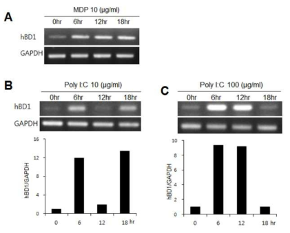 자궁경부 상피세포(Hela)에서 MDP와 Poly I:C에 의한 beta-defensin의 발현