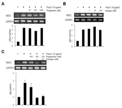 PolyI:C 에 의해 유도되는 hBD1 의 발현에 progesteron 과 estrogen이 미치는 영향