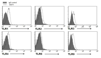 SW71 세포주에서의 TLRs 발현