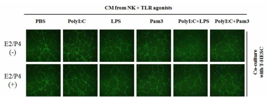 탈락막화가 유도된 T-HESC 세포와 TLRs 리간드로 자극받은 NK세포의 상호조절에 의한 혈관 재형성 변화