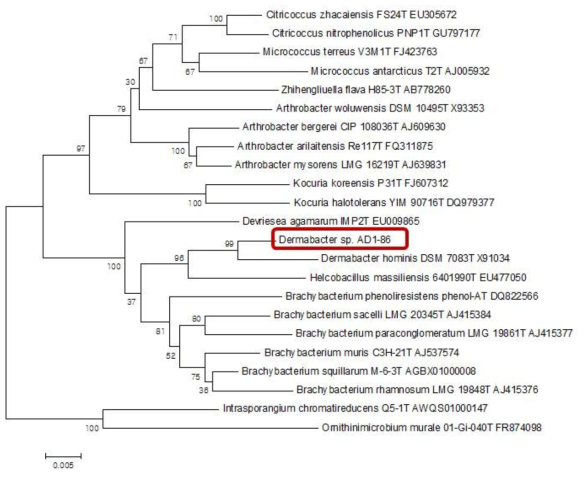 질내 분리 신종인 Dermabacter sp. AD1-86 균주의 분자생물학적 계통도