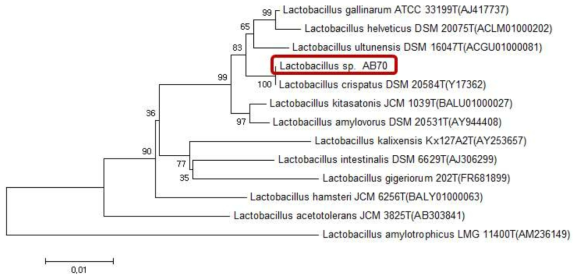 질내 분리 신종인 Lactobacillus sp. AB-70 균주의 분자생물학적 계통