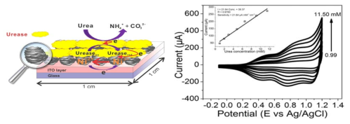(좌) Ur-NiO/ITO 전극의 요독(Urea) 농도 변화에 따른 순환전압전류 신호 변화. 포함된 그림은 Ni(OH)2/NiOOH 산화환원 (~0.9 V)에 해당하는 산화전류의 요독농도 변화에 따른 그래프 (우) mL-NiOs 기반 Urease 고정 전극구성 (Ur-NiO/ITO)의 모식도