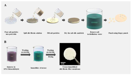 (A): salt leaching method를 나타낸 모식도. (B): 제작된 3D 다공성 필터 멤브레인에 우레아제를 고정화하는 방법