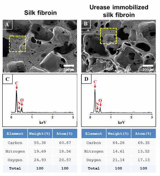 SEM-EDX: (A)는 실크 피브로인 필터 멤브레인의 단면이며, (B)는 우레아 제가 고정화된 필터 멤브레인의 단면. (C)는 실크 피브로인 필터 멤브레인의 EDX 스펙트럼, (D)는 우레아제가 고정화된 실크 필터 멤브레인의 EDX 스펙트럼
