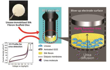 요소분해효소가 고정화 된 실크피브로인 디스크과 유리탄소전극를 이용하여 구성된 바이오전극 (Ur/SF/aminated/GCE)의 모식도