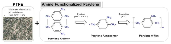 기능성 파릴렌 박막의 코팅