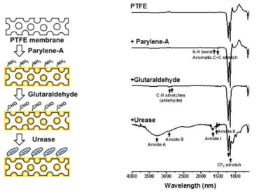 FT-IR을 통한 우레아제 고정화 과정 분석
