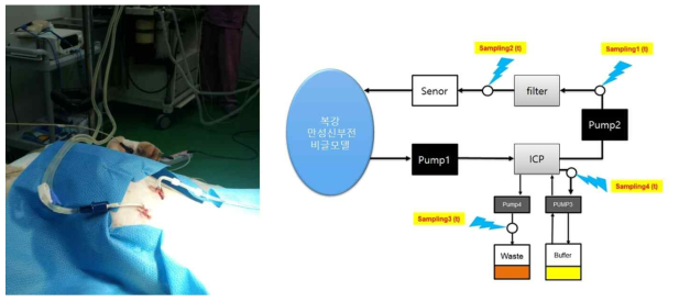 만성 신부전 모델에서 분당 5ml 시제품의 in-vivo 성능평가 (2016.11.25. 1차 in vivo test)