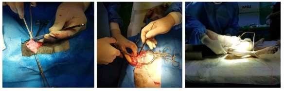 비글견에서 양측 신장 제거 수술 및 복막투석관 삽입 수술 시행