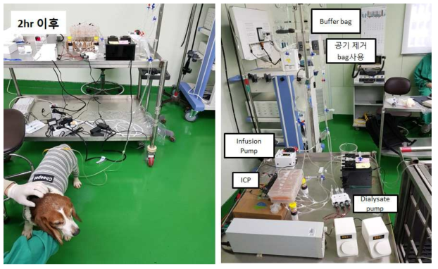 4차년도 1차 in vivo 실험 사진. 정상신기능 비글에게 장간막 제거수술 및 복막투석관 삽입 수술을 시행한 상태에서 인공신장 장비를 6시간 동안 구동함