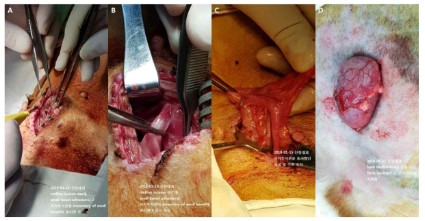 복막관 배액이 원활하지 않았던 Male 비글견의 복막투석관 revision 수술 시행 장면 및 신장적출 수술. A) 복부 중앙의 수술부위 직 하방으로 소장이 유착되어 있음. B) 유착된 소장 주변 연부조직에 복막카테터가 둘러싸여 있음. 소장 장간막 (small bowel mesentery)은 소장에 혈액을 공급하는 혈관이 포함된 조직으로 절제가 불가능함 C) 자궁 (Y자 모양의 근육조직) 주위의 연부조직에 나머지 복막투석관이 뚤러싸임 D) 양측 측부 절개 (flank incision)를 통해 신장절제 수술 시행 중, 피부 바깥으로 후복강 내의 신장을 꺼내어 놓은 모습