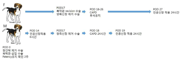 장간막 절제 및 양측신장 제거 비글 모델 in vivo 실험 일정 개요