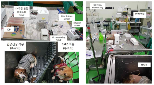 2차 in vivo 실험 사진. 장간막 제거수술 및 복막투석관 삽입 수술을 선 시행했던 비글 모델에게 추가적으로 양측신장 절제수술을 시행하여 신부전 상태를 유도함. 이후 고식적 복막투석 (CAPD 적용) 및 인공신장 장비 24시간 적용 실험을 진행함