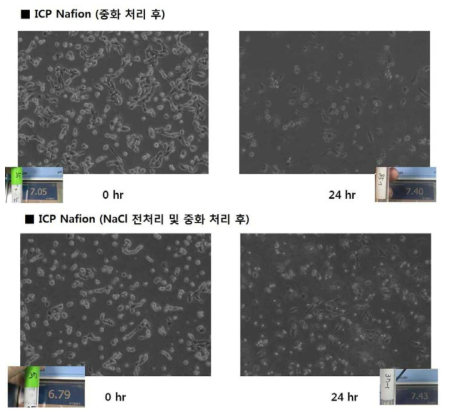 ICP의 Nafion membrane을 NaCl 전처치 후 HK2 cell 세포 독성 완화 여부 평가. NaCl 전처리를 한 경우 세포 독성이 완화되는 경향 확인함